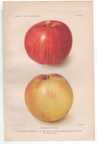 Northern Spy Apples